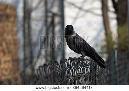 A Black Crow Or Jackdaw With Blue Eyes Sits On A Fence And Looks At The Camera. Keeps Track Of The P