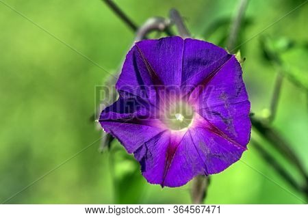 Ipomoea Indica Known As Blue Or Oceanblue Morning Glory, Koali Awa, And Blue Dawn Flower