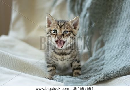 A Funny Yawning Kitten Sitting On An Armchair.