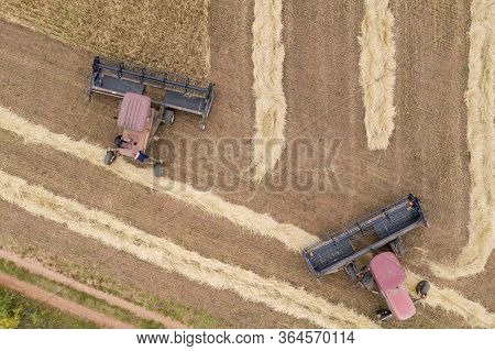 Wheat Field. Two-phase Method Of Grain Harvesting. Two Tractors Reapers Mow Down The Wheat Stalks An