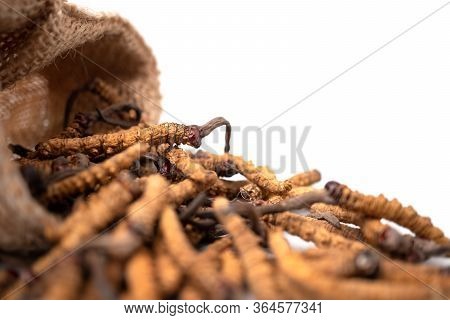 Closeup Of Ophiocordyceps Sinensis Or Mushroom Cordyceps In Brown Sack Bag On Isolated Background. M