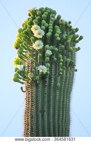 Lush Sahuaro Cactus With Blooming White Flowers
