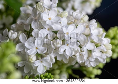 The Bouqet Of Blooming White Lilac