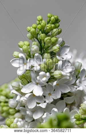The Bouqet Of Blooming White Lilac