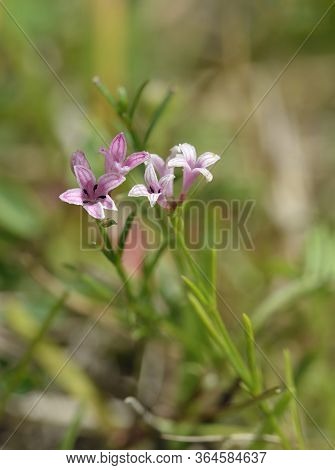 Squinancywort - Asperula Cynanchica 
Pink Flowered Form