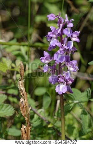 Early Purple Orchid - Orchis Mascula 
Flower With Last Years Seed Pods