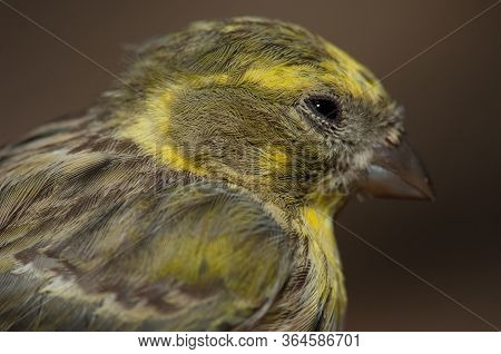 Male European Serin, Inagua, The Nublo Rural Park.