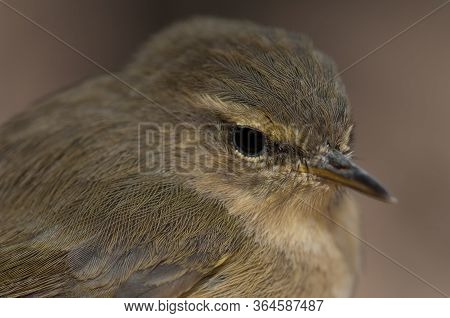 Canary Islands Chiffchaff Phylloscopus Canariensis, Integral Natural Reserve Of Inagua.