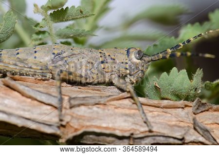 Female Of Gran Canaria Stick Grasshopper Acrostira Tamarani.