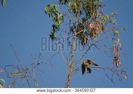 Eleonoras Falcon Falco Eleonorae On A Eucalyptus Branch.