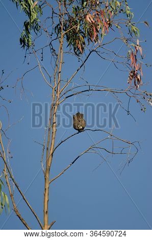 Eleonoras Falcon Falco Eleonorae On A Eucalyptus Branch.
