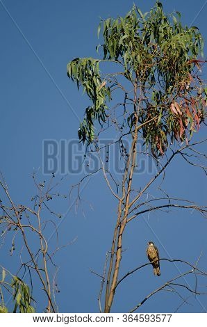 Eleonoras Falcon Falco Eleonorae On A Eucalyptus Branch.