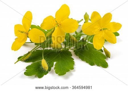 Celandine Flowers Isolated On A White Background