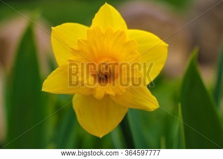 Yellow Daffodil Flower Close Up, Known As Narcissus Rupicola Dufour. Narcissus Is A Genus Perennial 