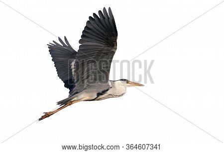 Gray Heron In Flight Against The Sky. On White Background. Isolated