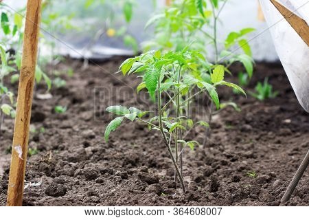 Tomato Seedlings In A Home Greenhouse Made Of Polyethylene.