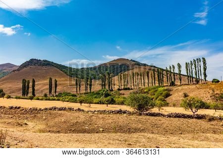 Poplar tree in Ardvi area landscape landmark of Lorri Armenia eastern Europe