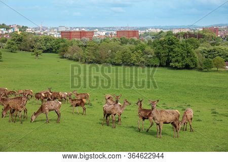 Red Deer (cervus Elaphus) In The Park In Bristol