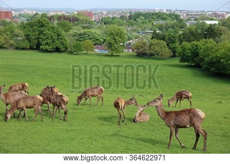 Red Deer (cervus Elaphus) In The Park In Bristol