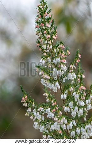 Spanish Heath (erica Lusitanica)