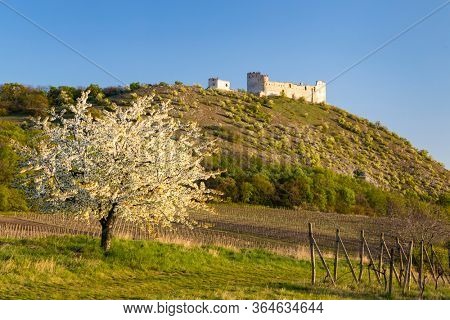 Spring landscape near Pavlov with Devicky ruins in Palava, Southern Moravia, Czech Republic