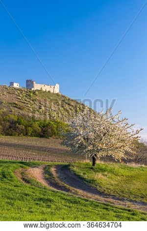 Spring landscape near Pavlov with Devicky ruins in Palava, Southern Moravia, Czech Republic