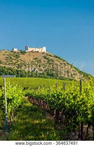 vineyards, castle Devicky, Palava, Moravia region, Czech Republic