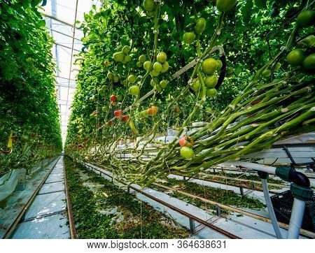Modern Greenhouse With Tomato Plants. Beautiful Background