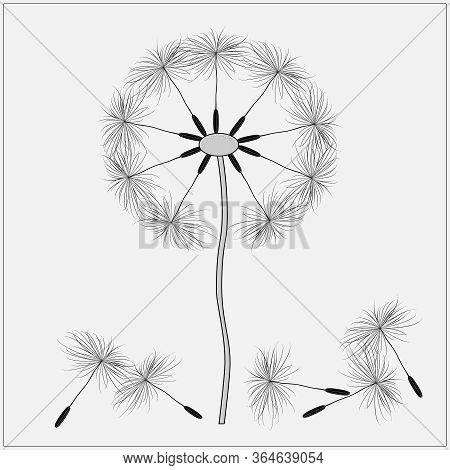 Vector Dandelion With Fallen Seeds Black On A Gray Background