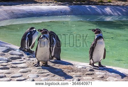 Humboldt Penguins (latin: Spheniscus Humboldti) Is A South American Penguin Living Mainly In The Coa