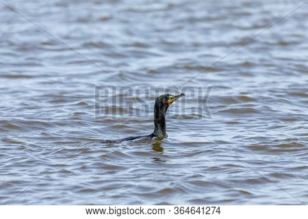 Double Crested Cormorants On Lake Michigan. Natural Scene From Wisconsin.