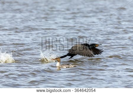 Double Crested Cormorants On Lake Michigan. Natural Scene From Wisconsin.
