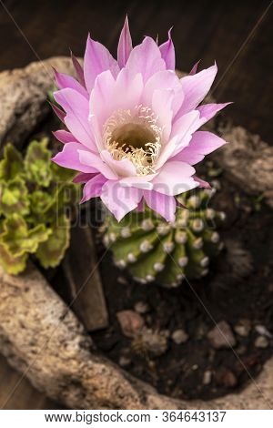 Echinopsis Subdenudata Flower. Commonly Called Domino Cactus Or Easter Lily Cactus