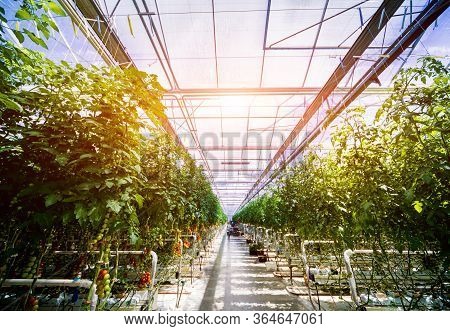 Beautiful Green Tomatoes Grown In A Greenhouse.