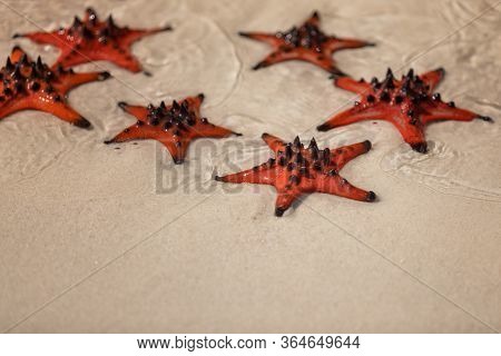 Multiple Starfish On Sand In Water Near The Shore On The Beach Of Phu Quoc In Vietnam