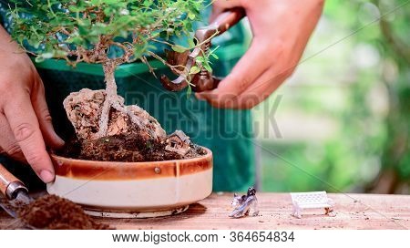 Home Gardening When Lock Down And Self-quarantine. Planting Seeds In Soil At Botanic Garden During T