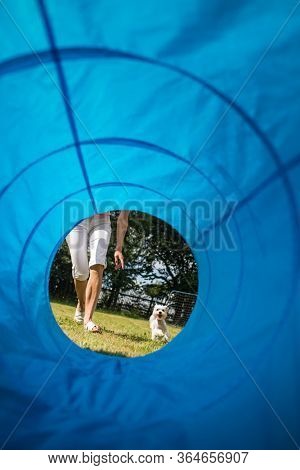 Cute little dog doing agility drill - running slalom, being obediend and making his master proud and happy
