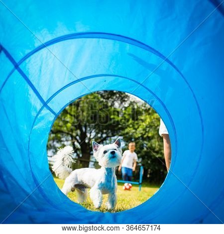 Cute little dog doing agility drill - running slalom, being obediend and making his master proud and happy