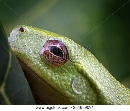 A Tiny Green Frog Only 15mm In Length, Captured In Macro