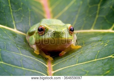 A Tiny Green Frog Only 15mm In Length, Captured In Macro