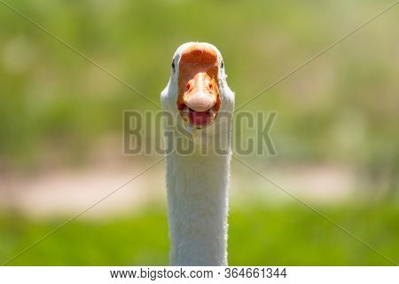 Domestic Goose, Anser Cygnoides Domesticus. Domesticated Grey Goose, Greylag Goose Or White Goose Po