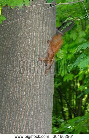 Squirrel Hanging On The Tree Upside Down Holding The Back Of The Tree