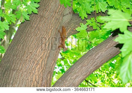 Squirrel Hanging On The Tree Upside Down Holding The Back Of The Tree