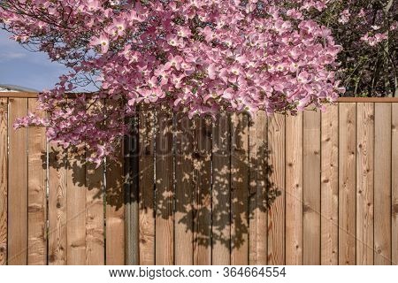 Cedar Wood Fence With Flowering Tree Gresham Oregon.