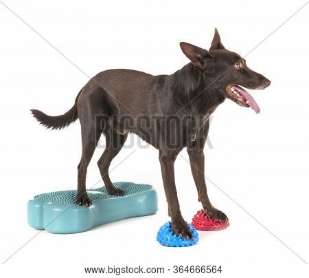 Australian Kelpie In Front Of White Background