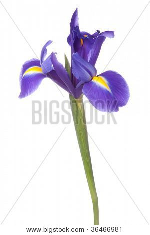 Blå iris eller blueflag blomst isoleret på hvid baggrund