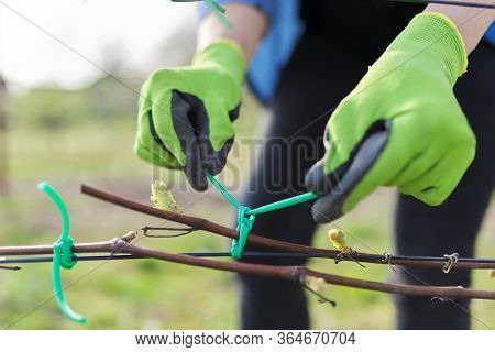 Hands Of Gardener Tying Vine With Tape To The Support, Closeup, First Spring Work In Vineyard
