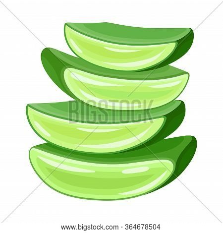 Pile Of Aloe Vera Thick Fleshy Leaves Pieces As Flowering Succulent Plant Vector Illustration