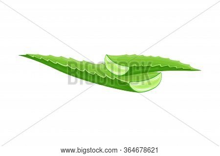 Aloe Vera Thick Fleshy Leaves Pieces As Flowering Succulent Plant Vector Illustration