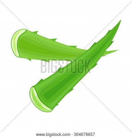 Aloe Vera Thick Fleshy Leaves Pieces As Flowering Succulent Plant Vector Illustration